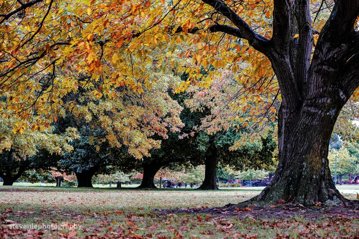 Mitcham VIC 3132, Fletchers Local suburb guide